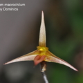 Bulbophyllum macrochilum