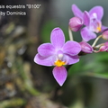 Phalaenopsis equestris 