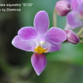 Phalaenopsis equestris 