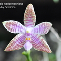 Phalaenopsis lueddemanniana-4