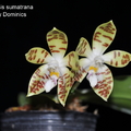 Phalaenopsis sumatrana-2