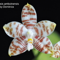 Phalaenopsis amboinensis-1