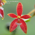 Phalaenopsis cornu-cervi forma chattaladae