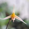 Bulbophyllum macrochilum-1