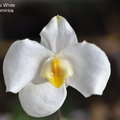 Paph. Armeni White-1