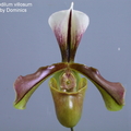 Paphiopedilum villosum