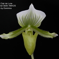 Paph. Emerald X Paph. Alma Gavaert