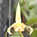 Bulbophyllum lobbii-1