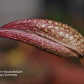 學名 : Bulbophyllum fraudolentum
中文名稱 : 小蟬
產區 : 新幾內亞
植株大小 : 5 ~ 8公分
花徑 : 2 x 4.5公分
花期 : 冬季
花壽 : 10 ~ 14天
氣味 : 無
日照 : 中光
栽培難度 : 容易