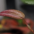 學名 : Bulbophyllum fraudolentum
中文名稱 : 小蟬
產區 : 新幾內亞
植株大小 : 5 ~ 8公分
花徑 : 2 x 4.5公分
花期 : 冬季
花壽 : 10 ~ 14天
氣味 : 無
日照 : 中光
栽培難度 : 容易