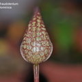 學名 : Bulbophyllum fraudolentum
中文名稱 : 小蟬
產區 : 新幾內亞
植株大小 : 5 ~ 8公分
花徑 : 2 x 4.5公分
花期 : 冬季
花壽 : 10 ~ 14天
氣味 : 無
日照 : 中光
栽培難度 : 容易