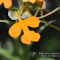 Habenaria rhodocheila (yellow)