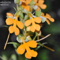 Habenaria rhodocheila (yellow)-1