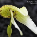 學       名 : Bulbophyllum sp. ( Bulbophyllum burfordiense)
中文名稱 : 綠蟬
產       區 : 新幾內亞
植株大小 : 7 ~ 10公分
花       徑 : 3.5 x 7公分
花       期 : 冬季
花       壽 : 10 ~ 14天
氣       味 : 無
日       照 : 中光
栽培難度 : 容易