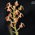 學 名 : Liparis gross(異名:Liparis rezalensis) 中文名稱:恆春羊耳蒜 (紅鈴蟲蘭) 產 區 : 台灣植株大小 : 6 ~ 15公分花 徑 : 0.5 ~ 0.9公分花 期 : 夏季 ~ 秋季花 壽 : 10 ~ 14天氣 味 : 微臭日 照 : 中光栽培難度 : 容易