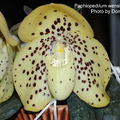 異名 : Paphiopedilum conco-bellatulum
產區 : 中國
植株大小 : 10 ~ 20公分
花徑 : 6 ~ 8公分
花期 : 春季 ~ 夏季
花壽 : 30 ~ 35天
氣味 : 無味
日照 : 中光
栽培難度 : 容易