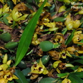 Maxillaria variabilis-2