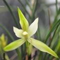 學名 : Cymbidium formosanum 產區 : 台灣 植株大小 : 25 ~ 30公分     花 徑 : 5 ~ 7公分
花       期 : 冬天 ~ 春天
花       壽 : 15 ~ 20天
氣       味 : 香
日       照 : 中光
栽培難度 : 容易