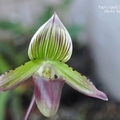 Paphiopedilum barbatum