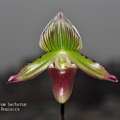 Paphiopedilum barbatum-1