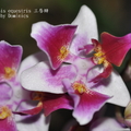 Phalaenopsis equestris 三唇瓣