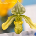 Paphiopedilum venustum var. album