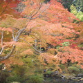 松島：圓通院的楓紅