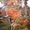 松島：圓通院的楓紅