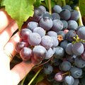 香甜好吃製造葡萄酒用的葡萄