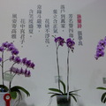 2011.3 花博(十八)爭艷館：台北國際蘭展.洛陽牡丹 - 1