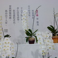 2011.3 花博(十八)爭艷館：台北國際蘭展.洛陽牡丹 - 2