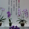 2011.3 花博(十八)爭艷館：台北國際蘭展.洛陽牡丹 - 1