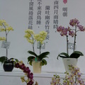 2011.3 花博(十八)爭艷館：台北國際蘭展.洛陽牡丹 - 2