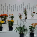 2011.3 花博(十八)爭艷館：台北國際蘭展.洛陽牡丹 - 2