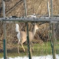四月天，下過了雪，傍晚回家後院子裏，菜園邊，來了一位客人--- 一隻母鹿