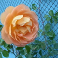 蔓性玫瑰