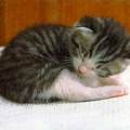 sleepy_cat2