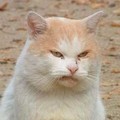 cat has a angry face