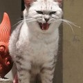 cat very angry
