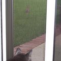 貓 看 兔子