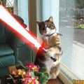 cat with laser