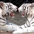 Two tigers