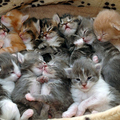 Kittens Basket
