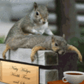 Squirrels Spa