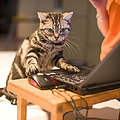 typing cat