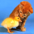 cat patting duck