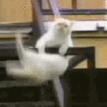 exerciseing cat