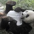 panda licking ice