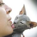 kitty licking human