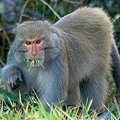 vegi monkey
